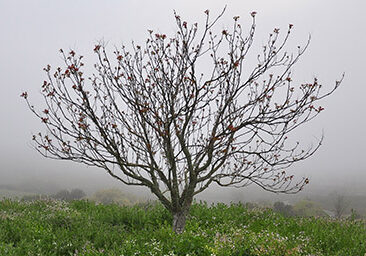 tree-in-fog_inset